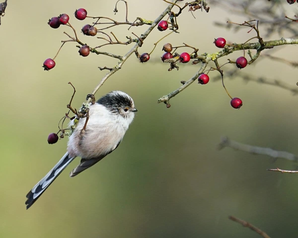A small black and white bird clings to a branch with red berries on it