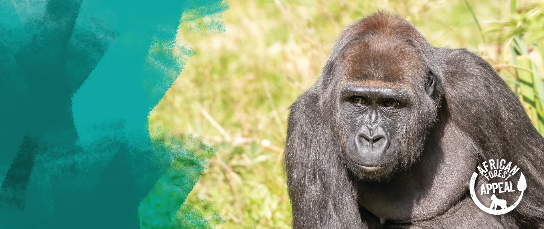 Gorilla sitting on grass, looking forward, with a green abstract background and "African Forest Appeal" logo in the corner.