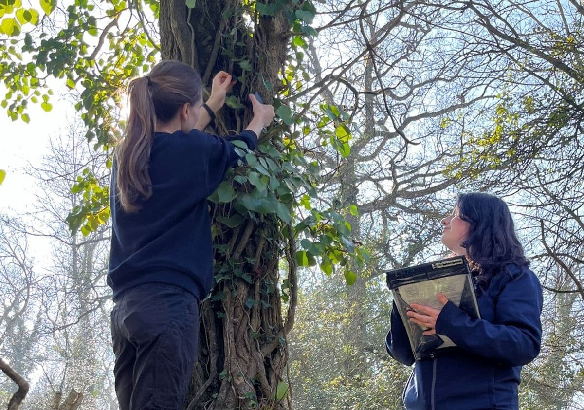 One woman placing a small box on a tree and another standing at the bottom of the tree with a clipboard