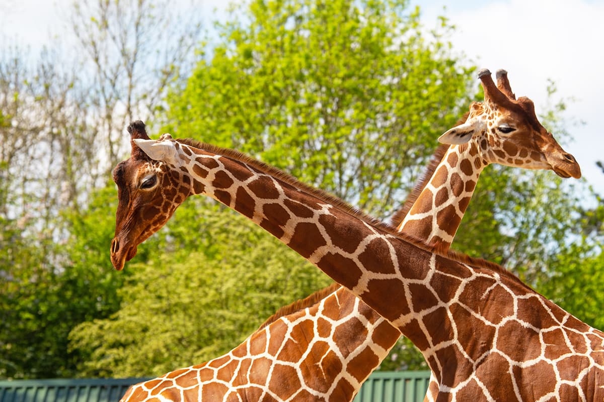 Two giraffe with their necks crossed over facing in each direction.