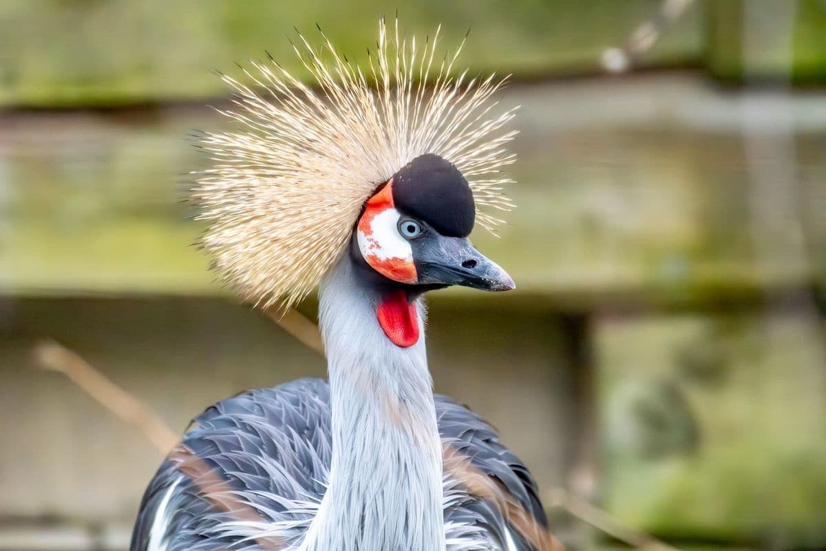 Grey-crowned crane with a beautiful grey crown