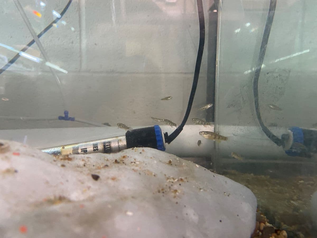 Small grey fish in a tank