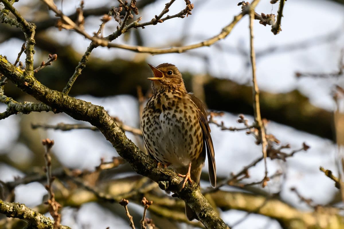 A song thrush with its beak open sitting on a branch, with branches behind